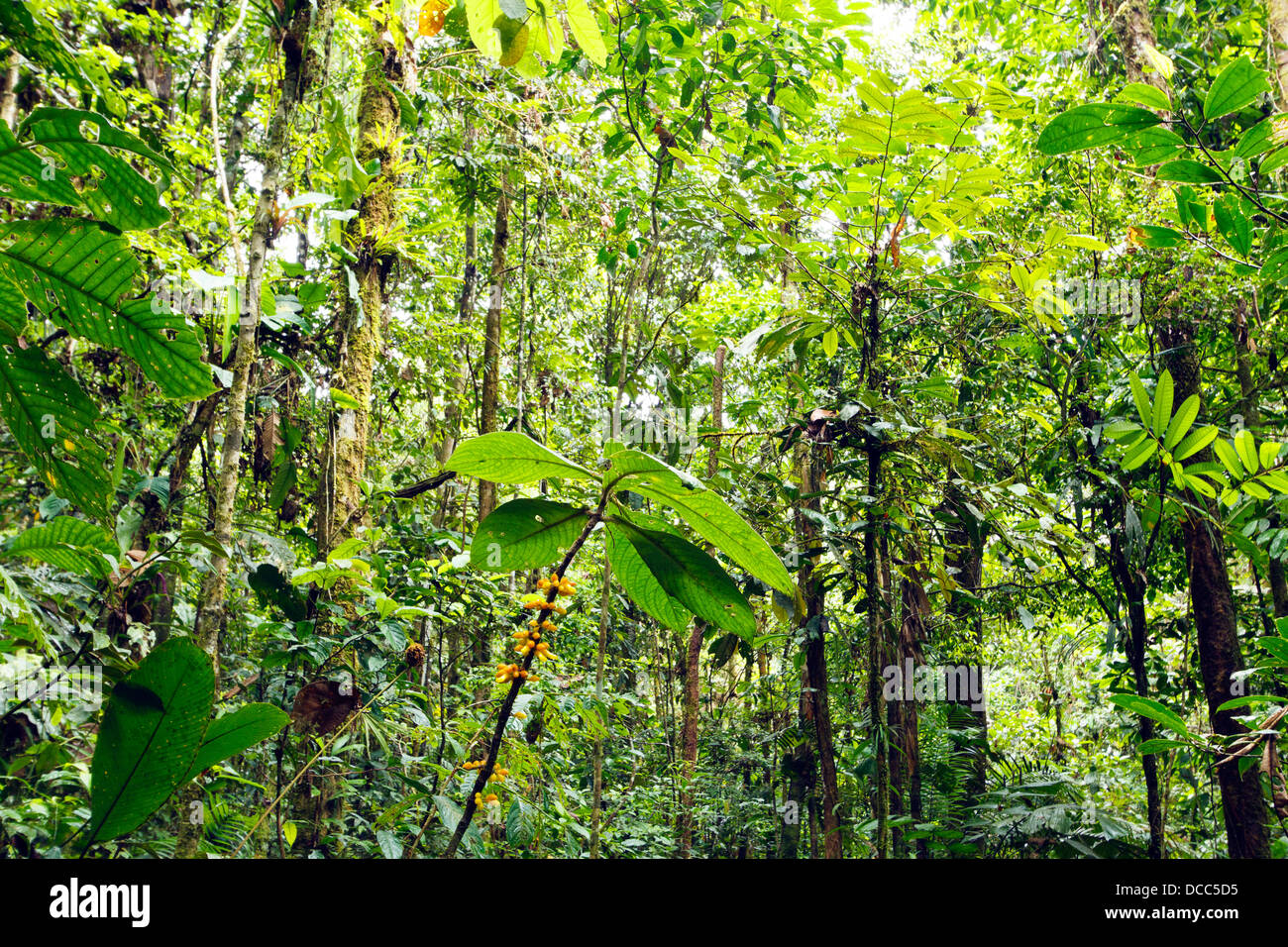 Flowering plant in the rainforest understory, Ecuador Stock Photo Alamy