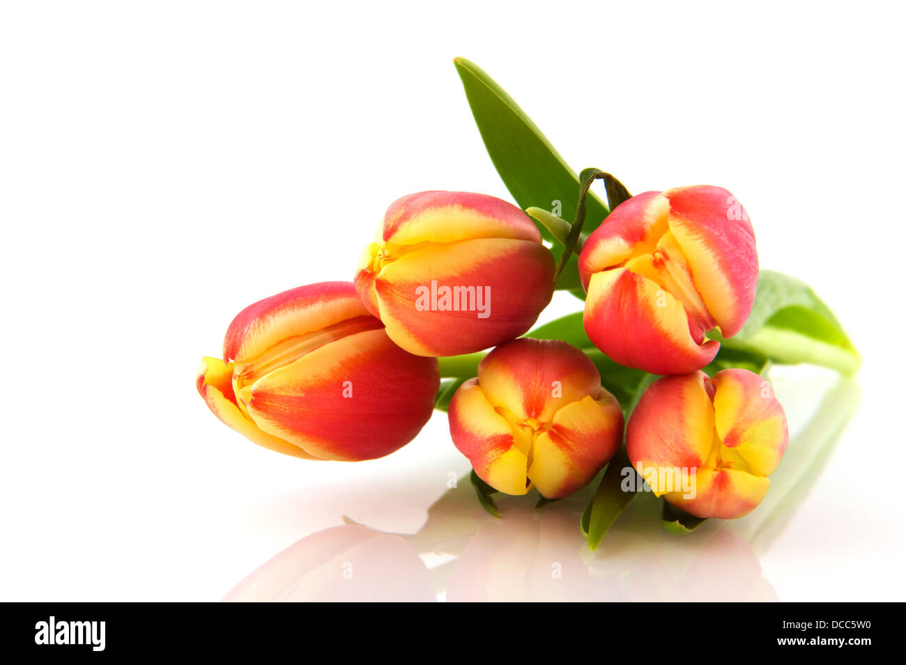 Multicolor tulips Stock Photo