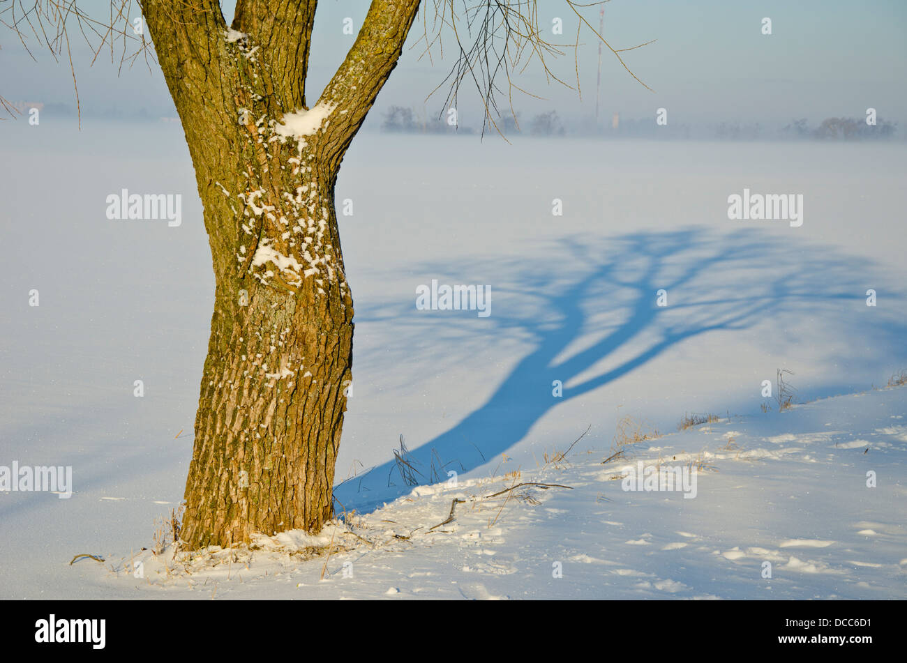 winter-landscape-with-tree-trunk-and-morning-shadow-DCC6D1.jpg
