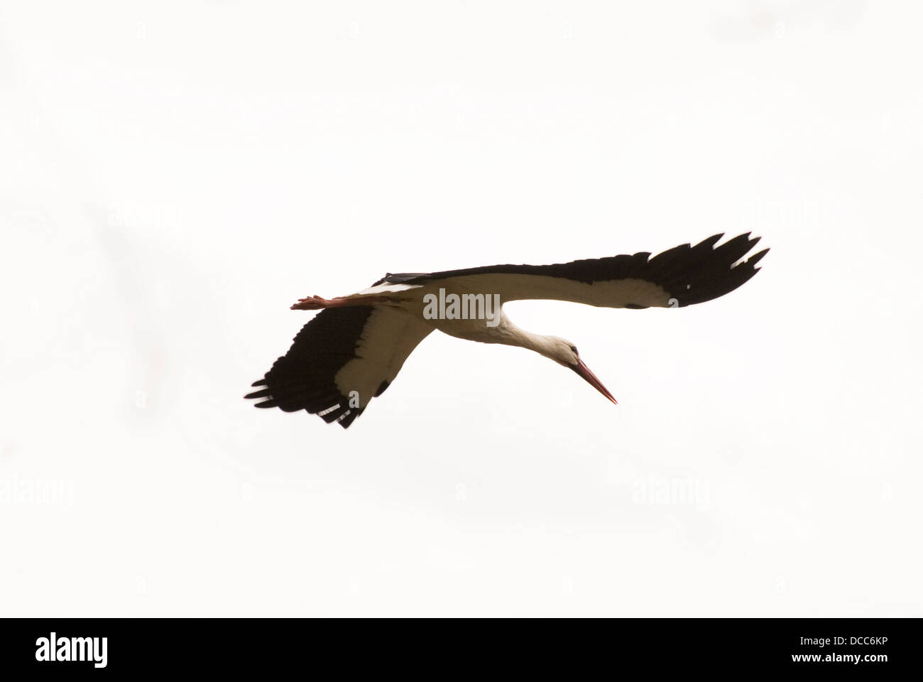 stork in flight Stock Photo