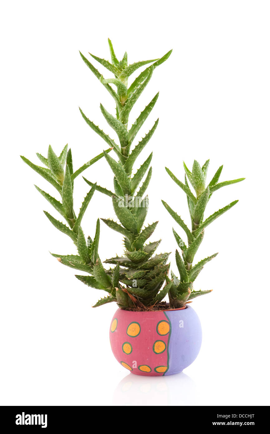 Prickly succulent plant Stock Photo