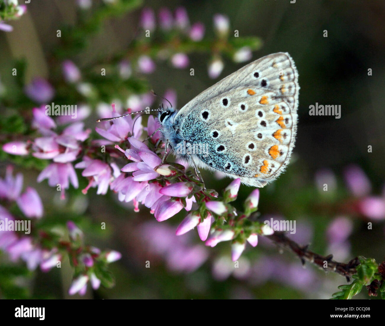 Detailed macro image of  male Common Blue (Polyommatus icarus) butterfly Stock Photo