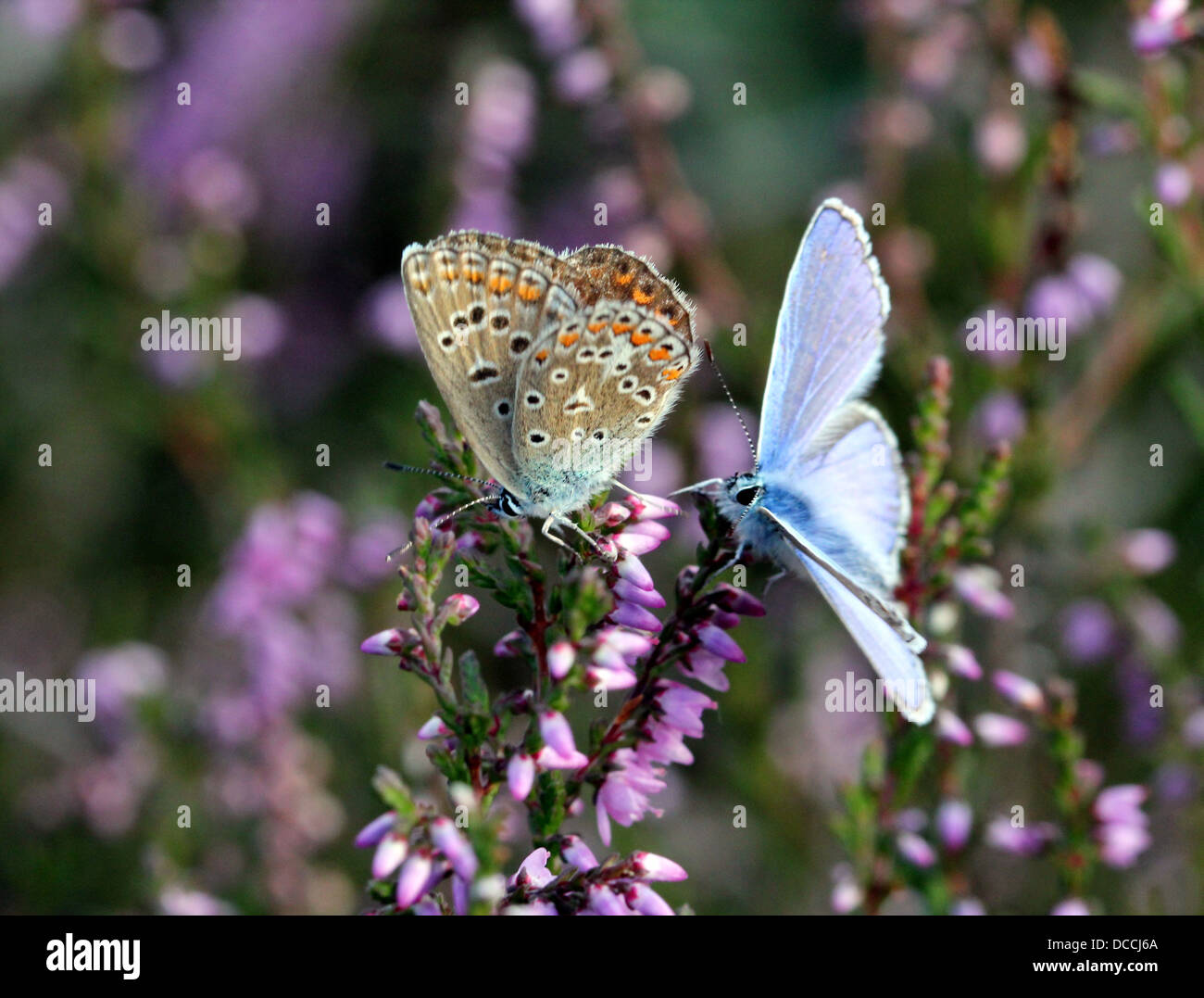 Male and female European Common Blue butterflies (Polyommatus icarus) mating Stock Photo