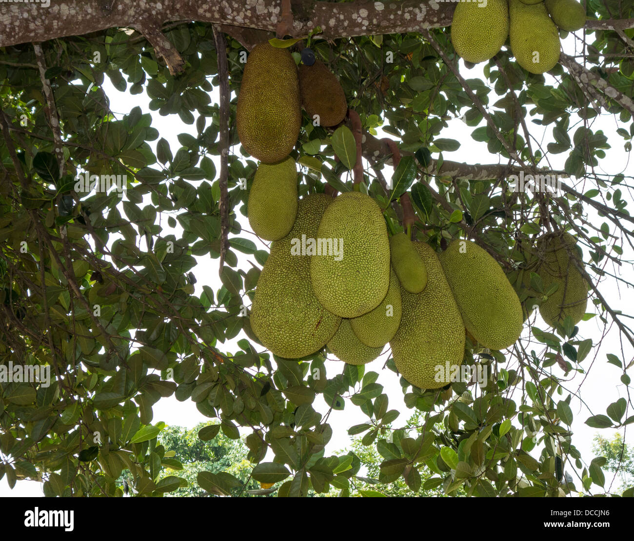 Exotic jackfruit tree Stock Photo