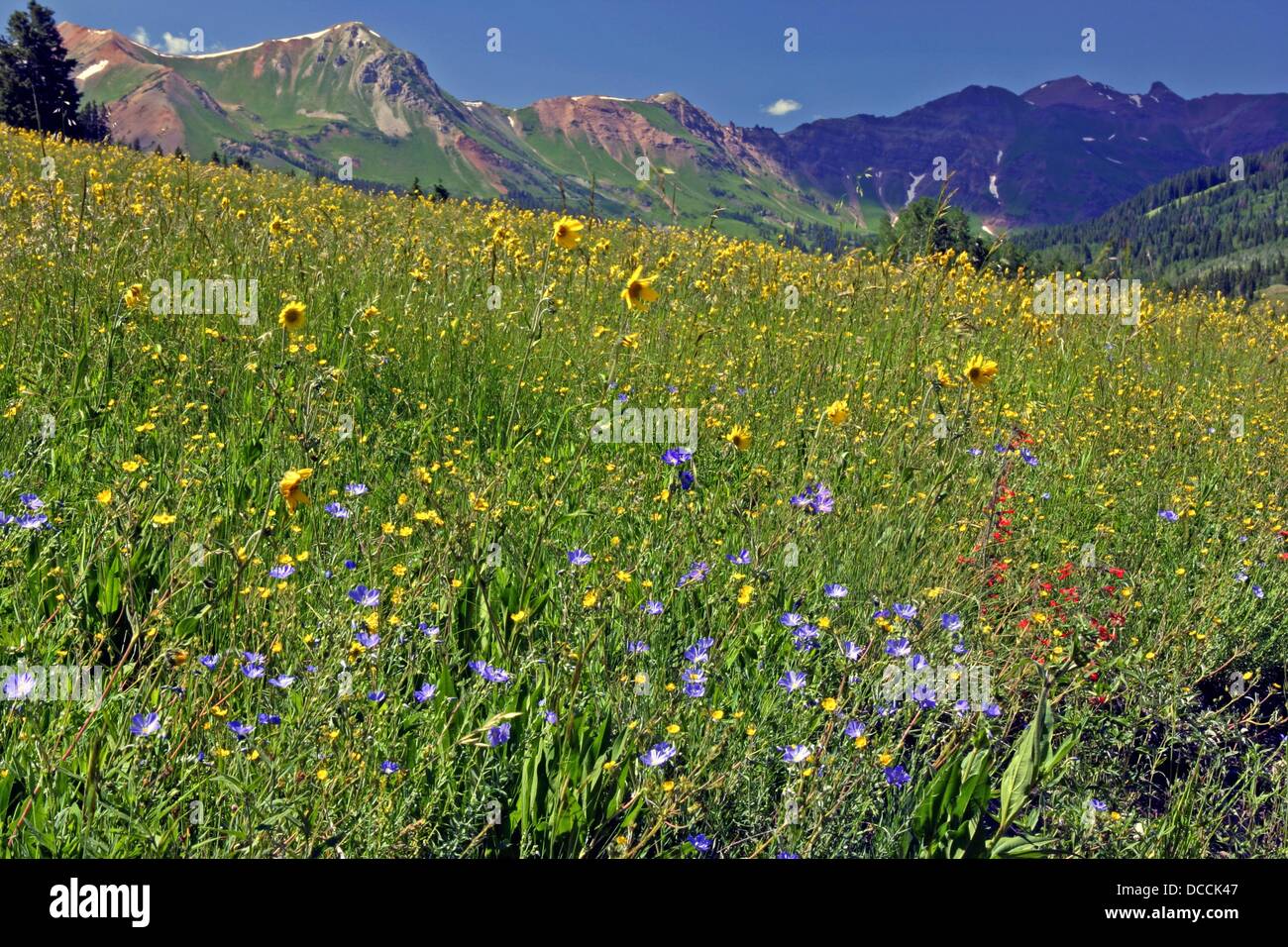 Wildflowers bloom in the Rocky Mountains in Colorado Stock Photo Alamy