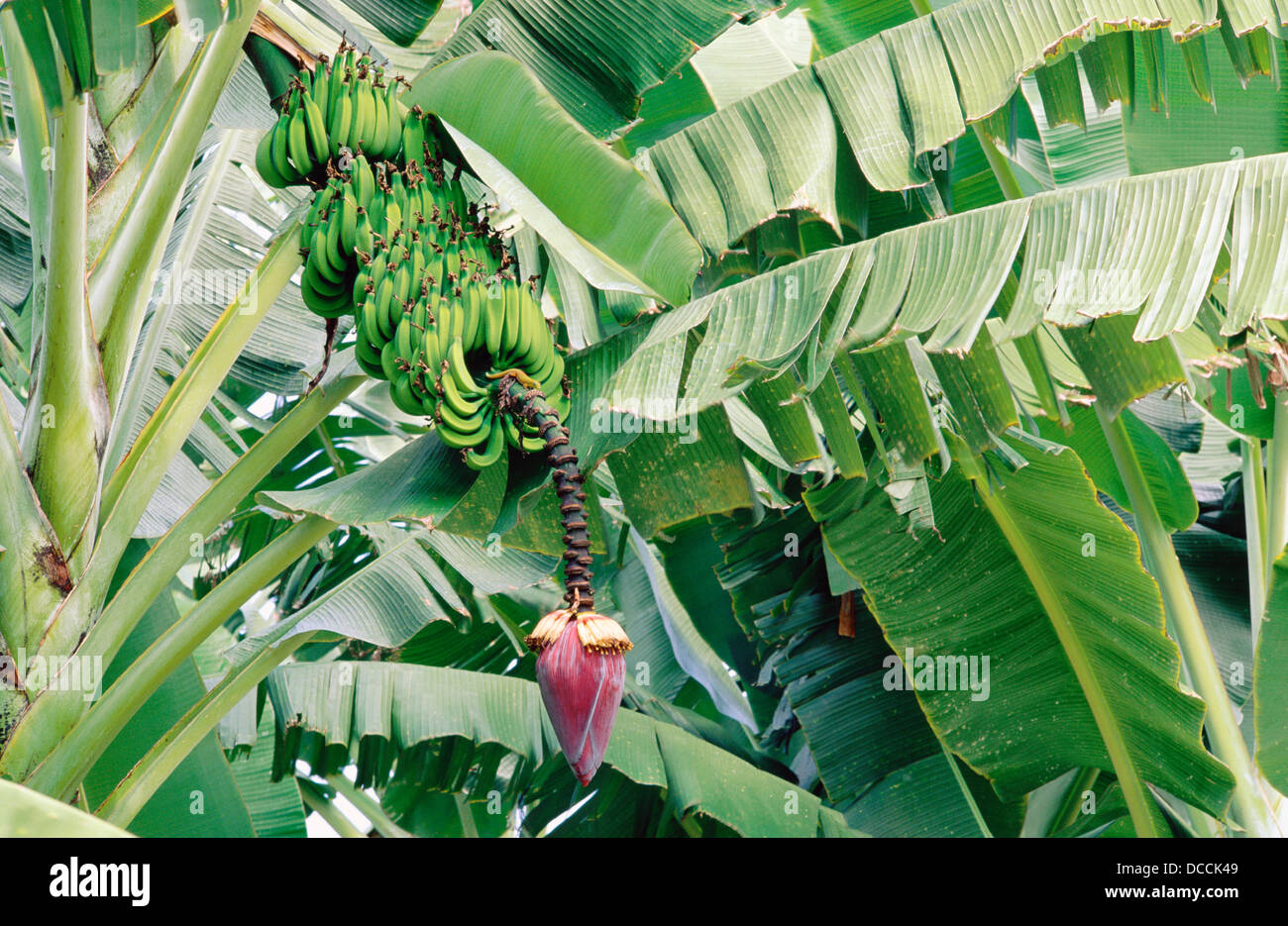Green bananas growing on tree. Hawaii. USA Stock Photo Alamy