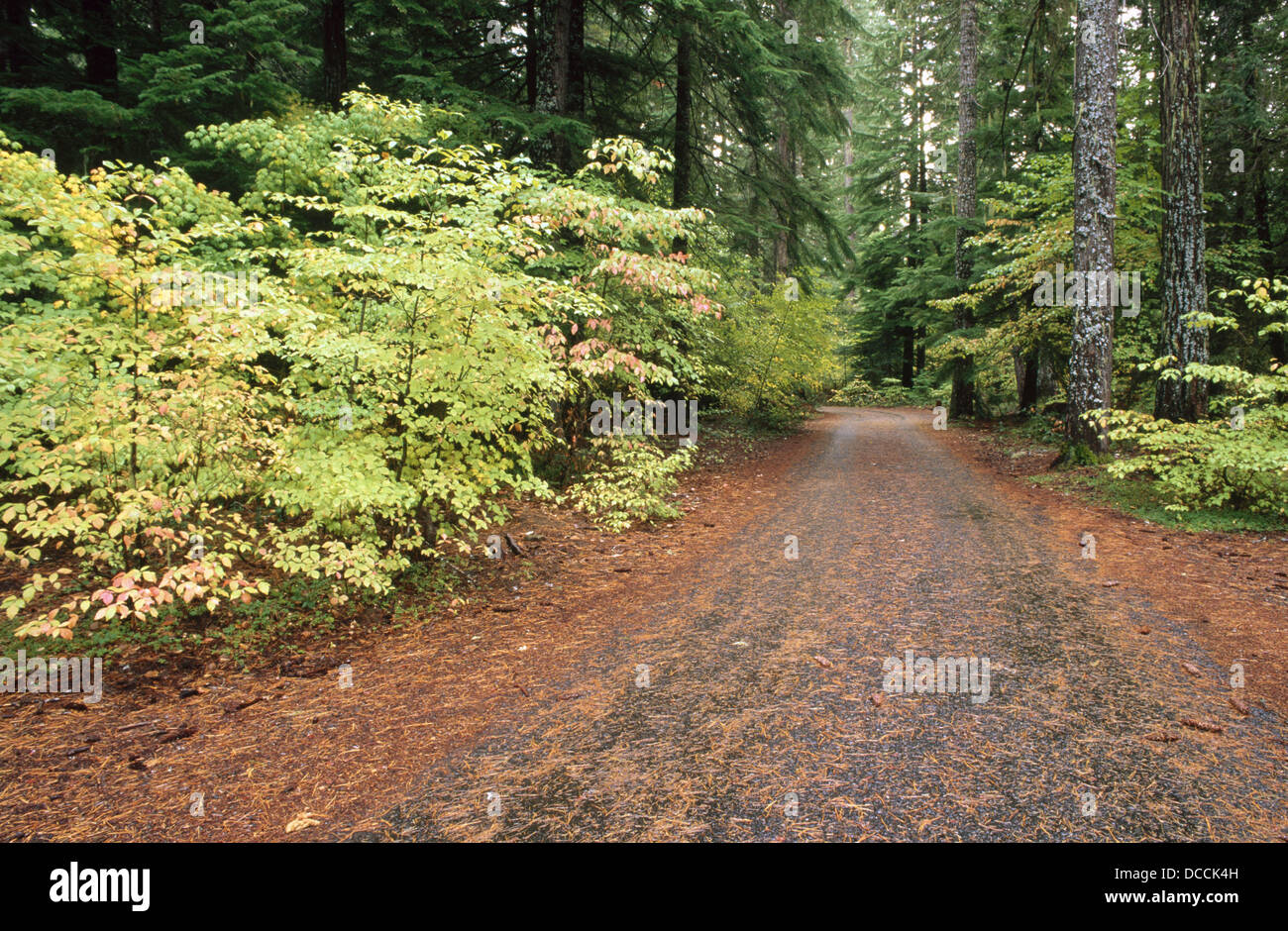 Road along the Rogue River. Rogue River National Forest. Oregon. USA
