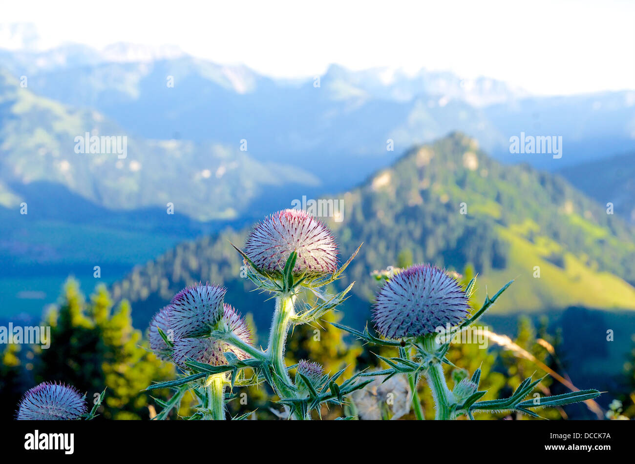 Thistle in front of a mountainous landscape in the Gruyère region of the Swiss Alps Stock Photo