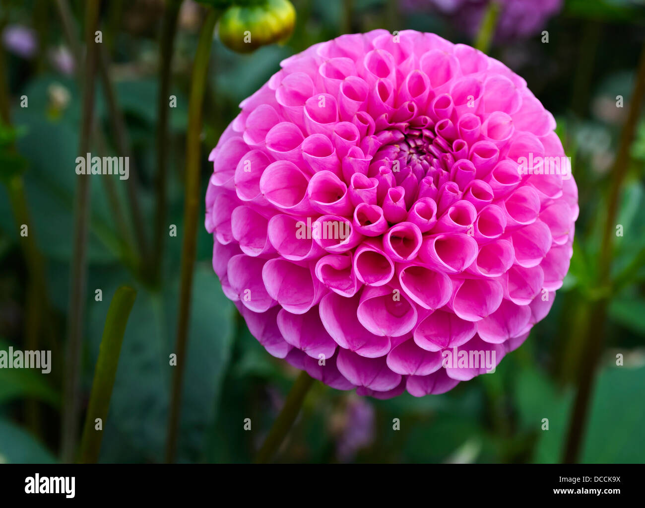 Bright pink pom pom or dahlia flower in the garden. "Sir Richard