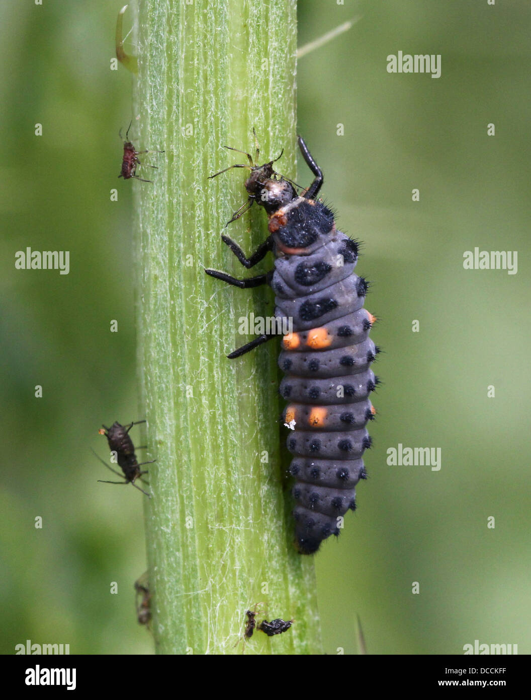Larva of the Seven-spot ladybird or spotted ladybug (Coccinella septempunctata) close-up Stock Photo