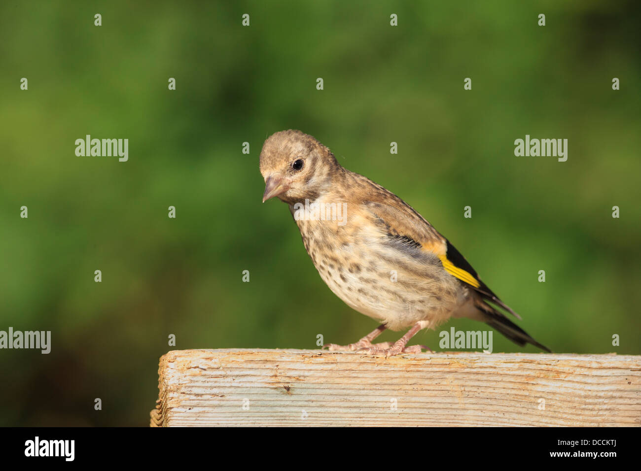 A juvenile Goldfinch visiting a garden bird table Stock Photo