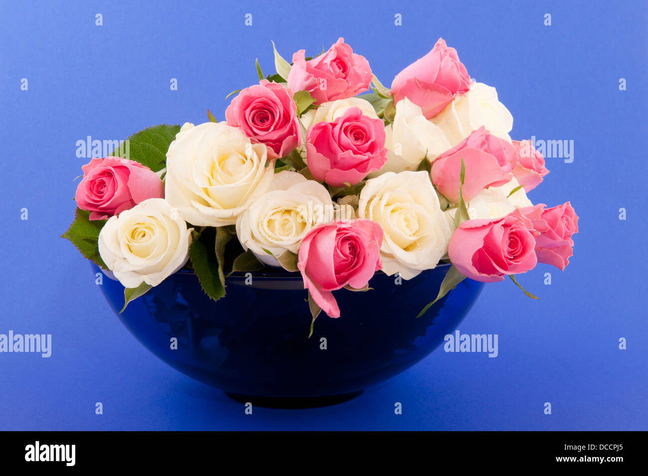 Pink and white roses Stock Photo Alamy