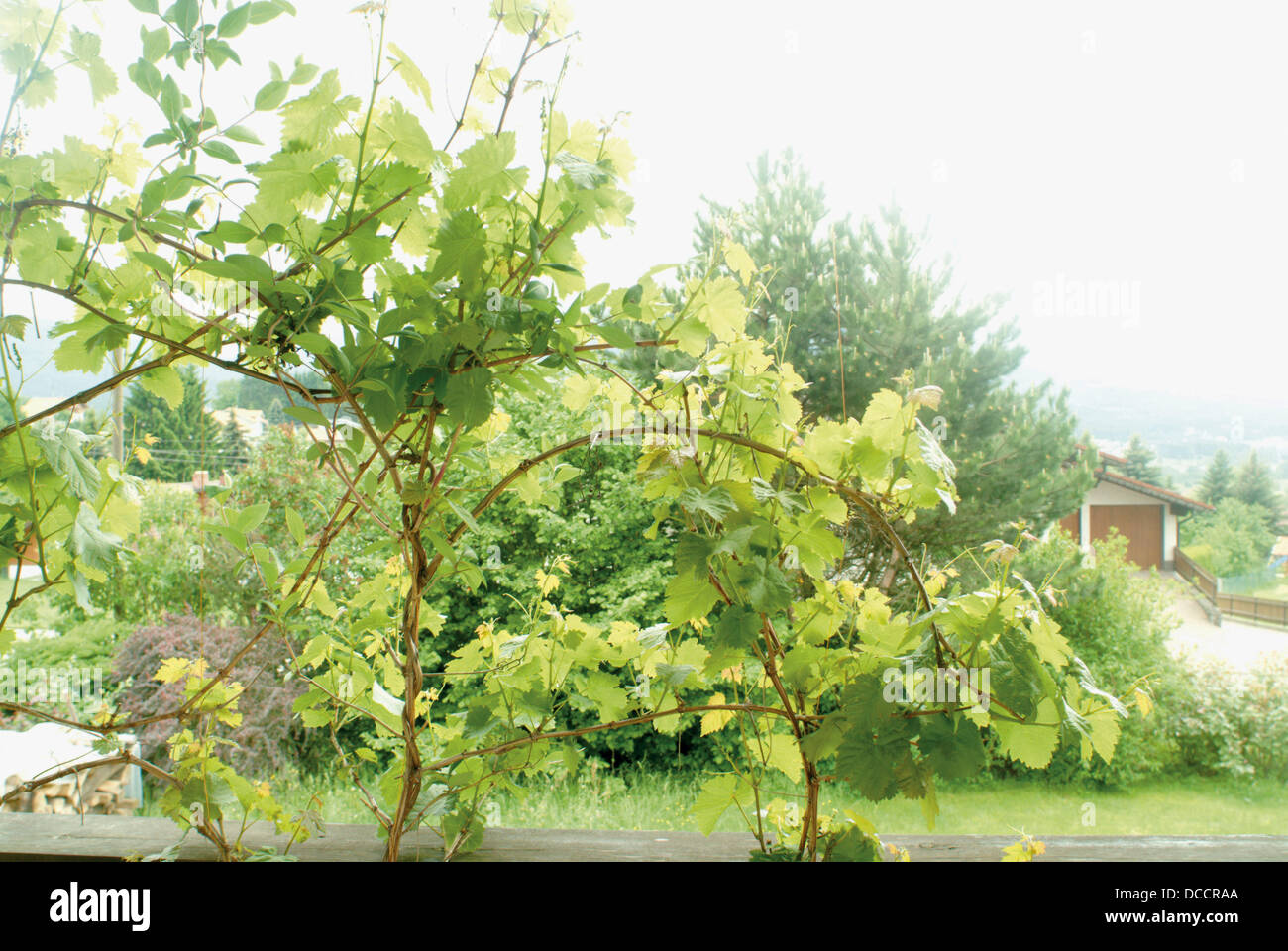 Climbing vine on a balcony Stock Photo Alamy