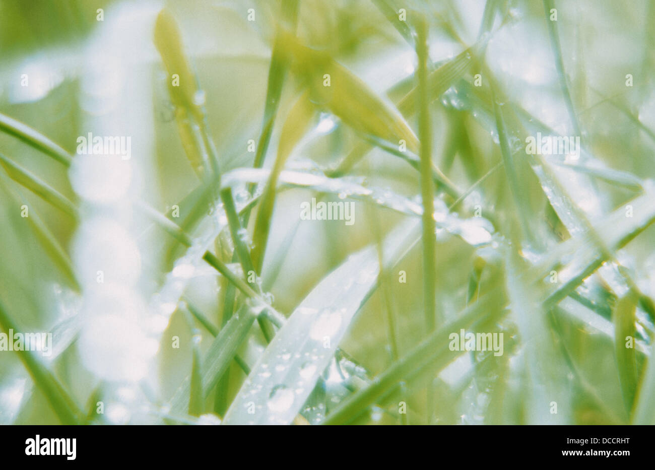Dew covered grasses Stock Photo Alamy