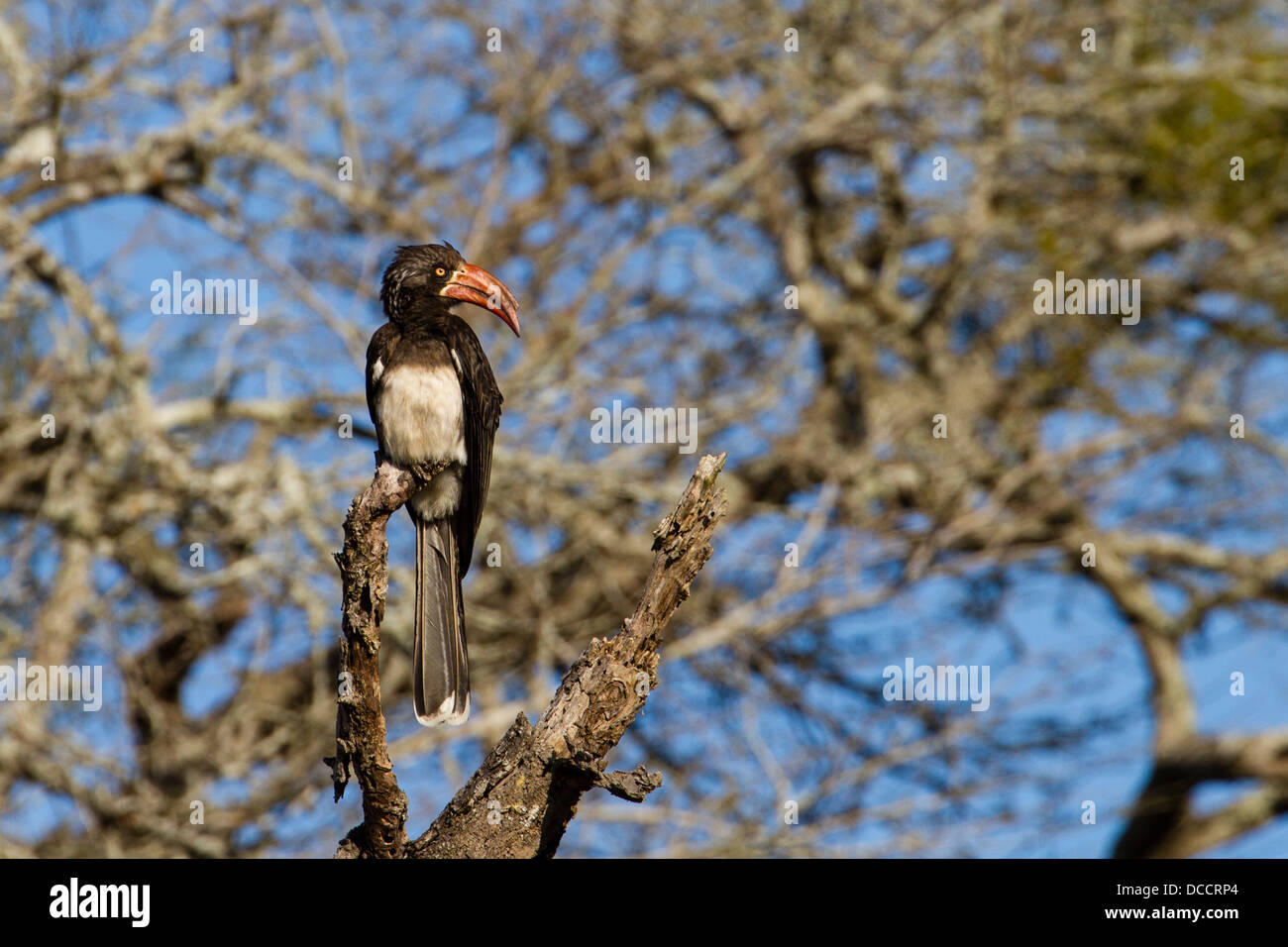 Crowned Hornbill (Tockus alboterminatus) Stock Photo