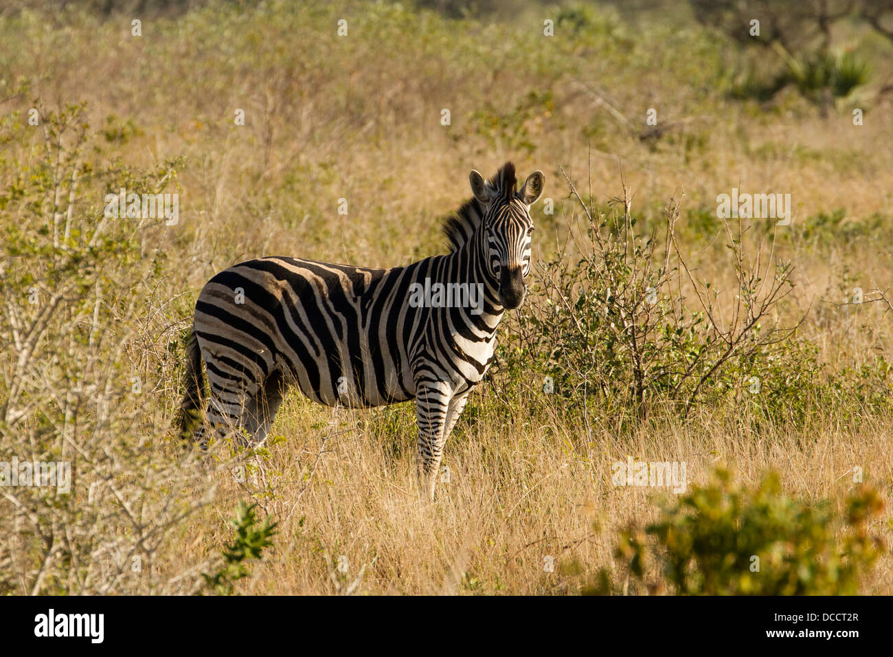 Burchell’s Zebra (Equus burchelli) Stock Photo