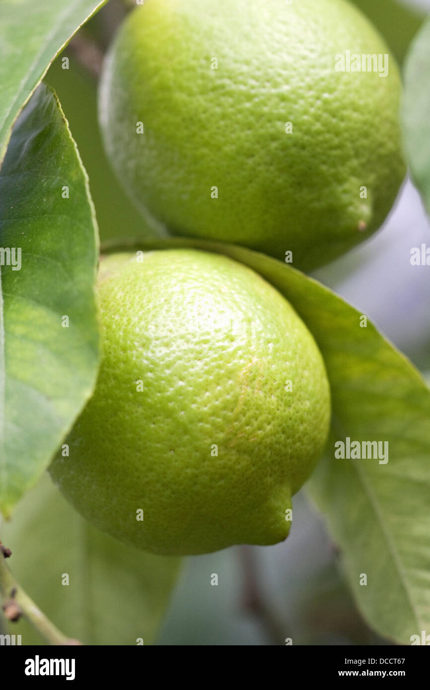 Lemon Citrus limon Stock Photo Alamy