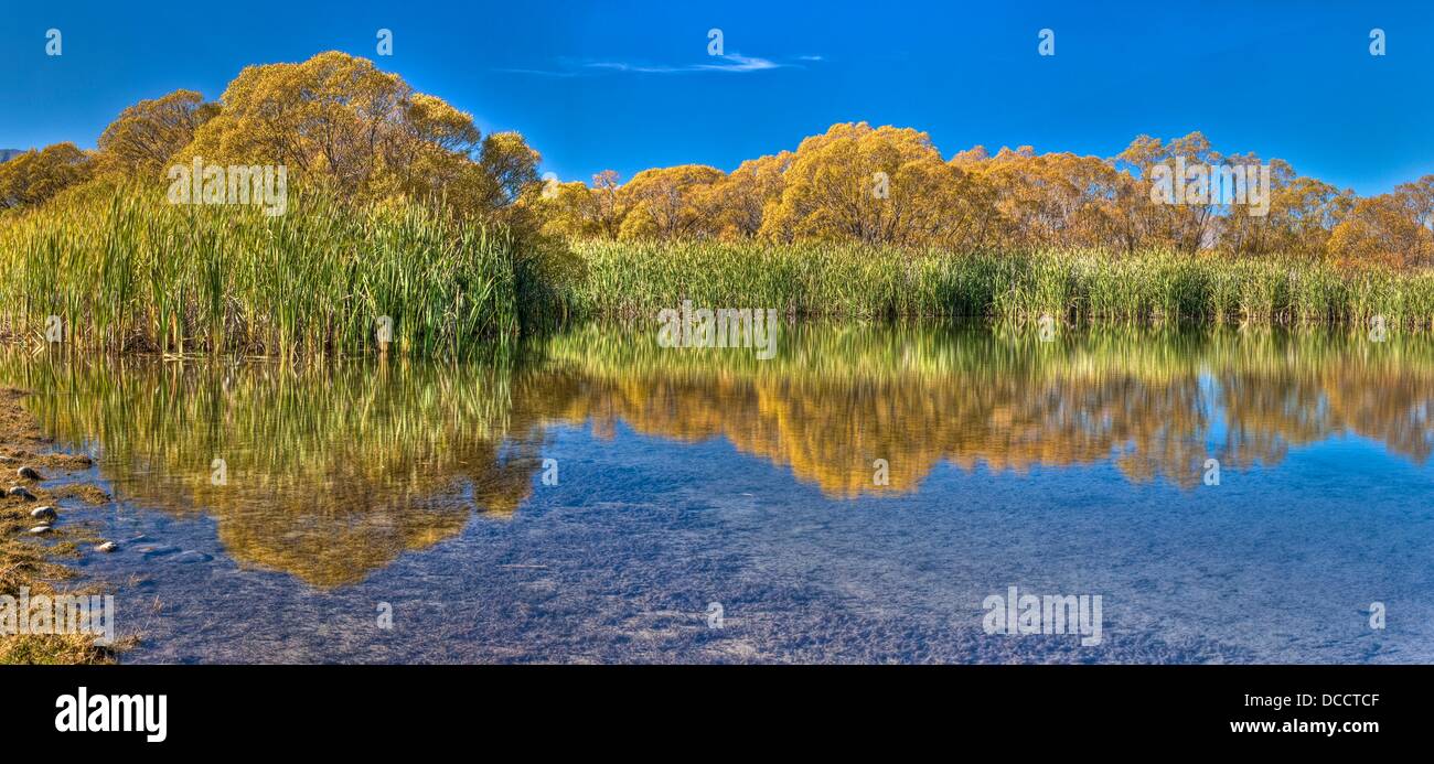 Willow trees and reeds hires stock photography and images Alamy