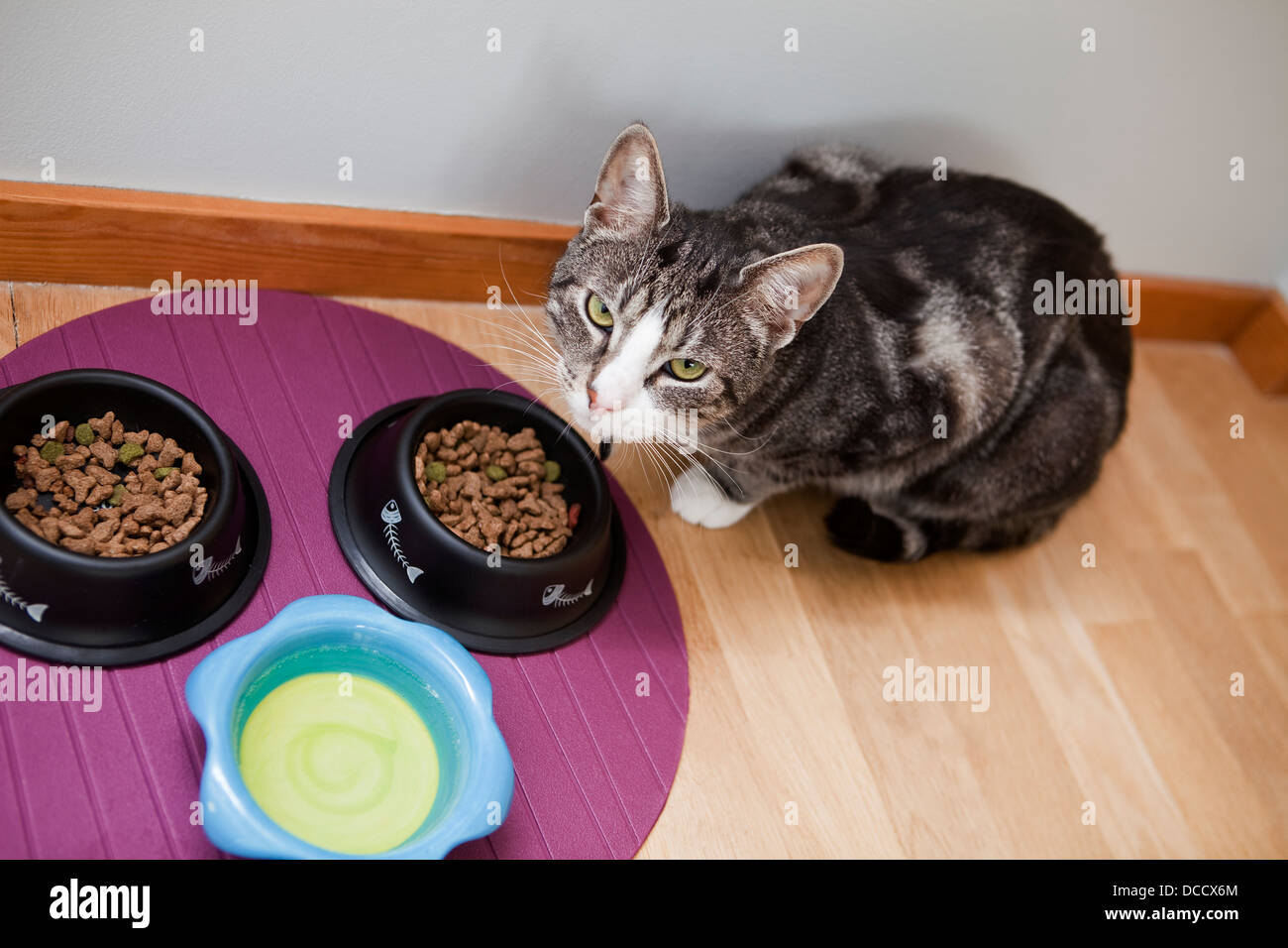 Что можно котенку из еды. Корм для кошек. Питание котов. Еда для котят. Еда для котов в домашних.