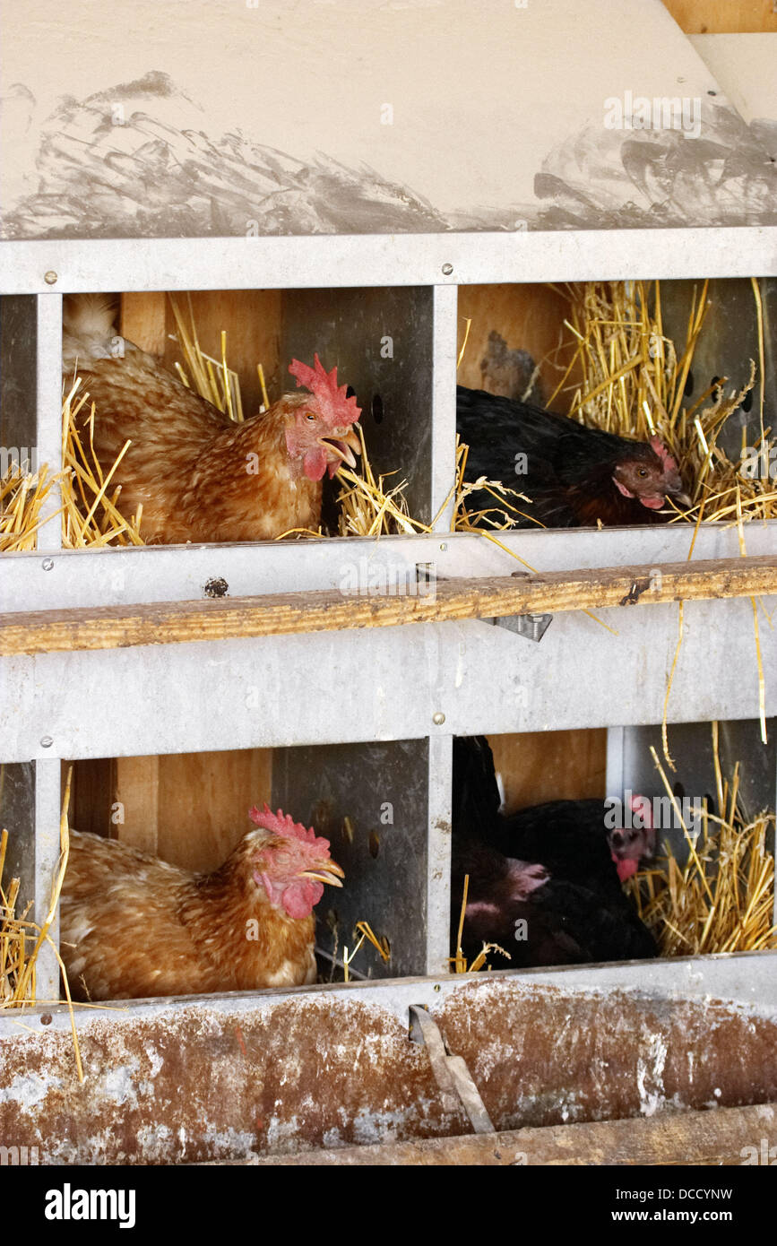 Free range chickens at organic farm, hens in nesting boxes. Grayslake