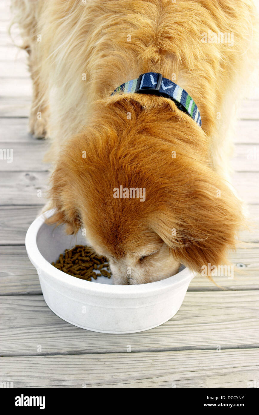 Older dog eating hires stock photography and images Alamy