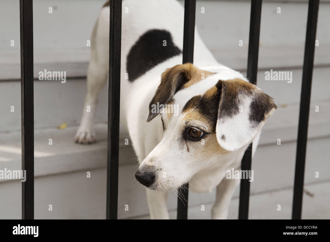 Are Dogs Allowed In Bars In Chicago