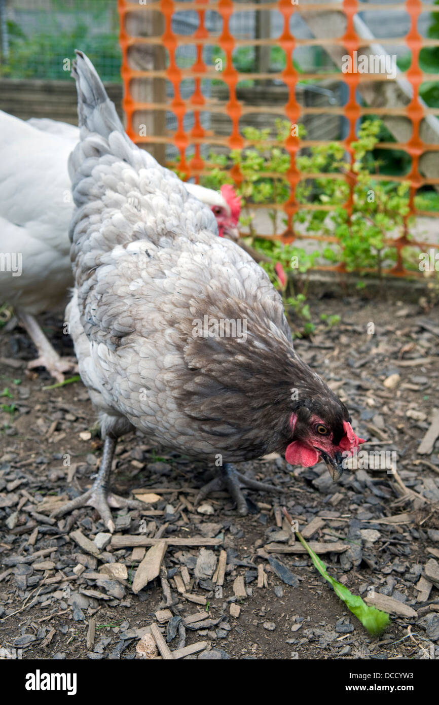 Bluebell chicken pecking at dandelion leaves in garden in Bristol, UK with Light Sussex chicken in background Stock Photo