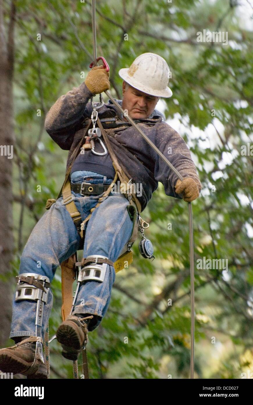 Logger descending from tree using rope and friction device Stock Photo