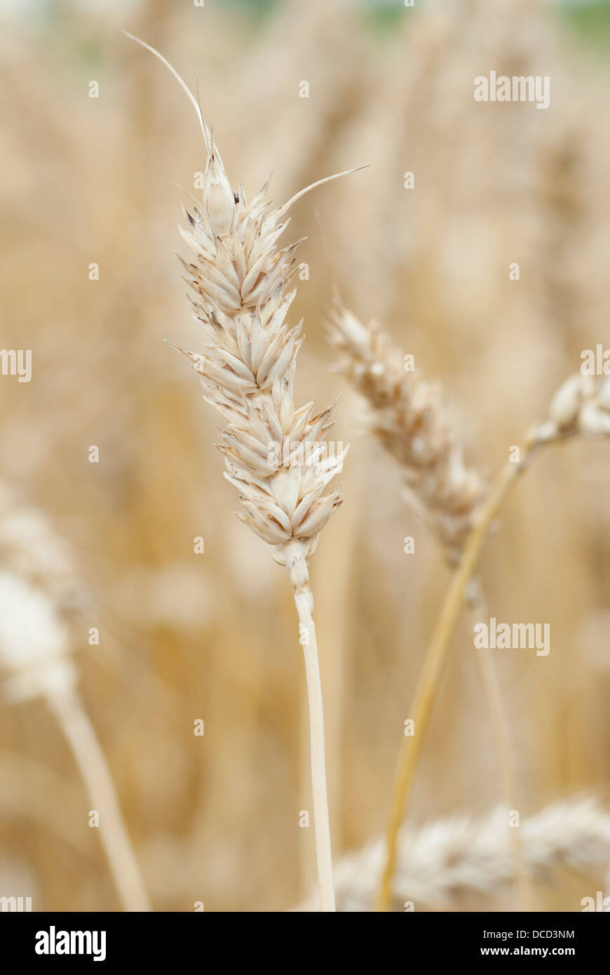 Wheat crop ready for harvest hi-res stock photography and images - Alamy