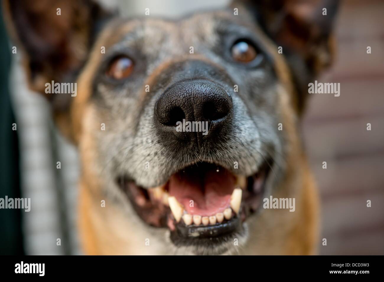 Tracker dog 'Quitta' specializing in doping looks into the camera during a press conference of the customs office in Hamburg, Germany, 15 August 2013. 'Quitta' is Germany's first doping tracker dog. Photo: SVEN HOPPE Stock Photo