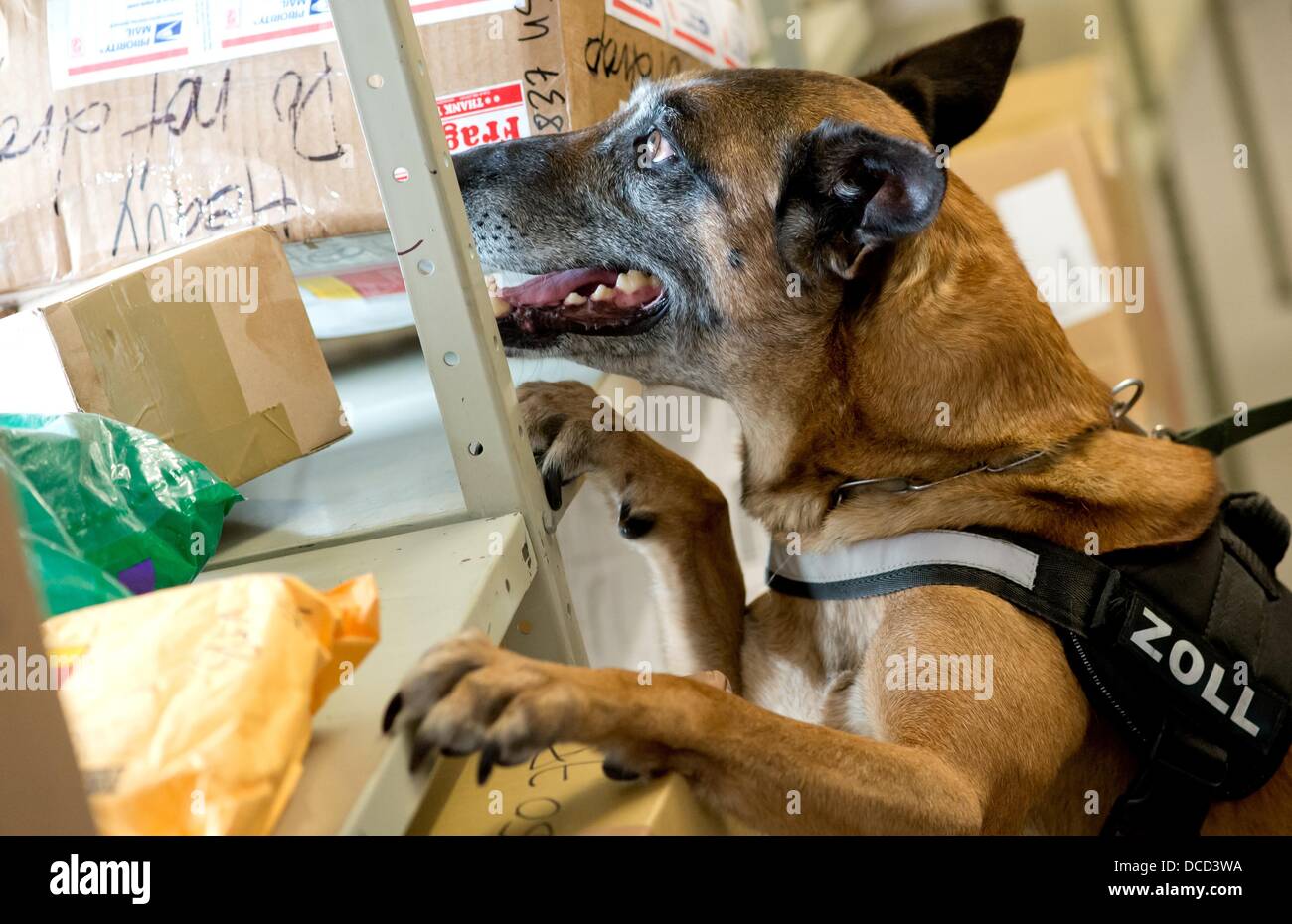 Tracker dog 'Quitta' specializing in doping sniffs at packages during a practice session of the customs office in Hamburg, Germany, 15 August 2013. 'Quitta' is Germany's first doping tracker dog. Photo: SVEN HOPPE Stock Photo