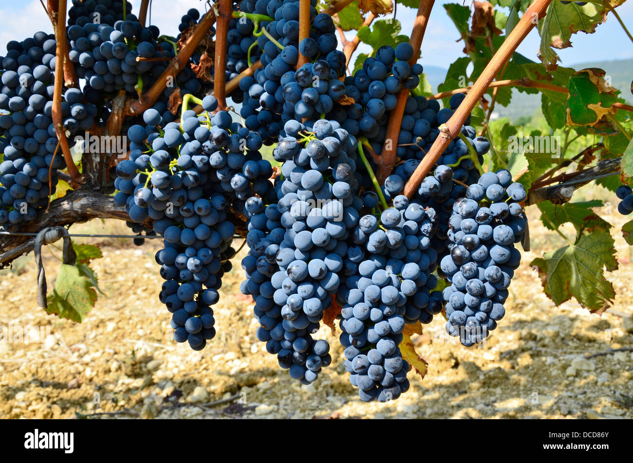 grapes A.O.C. Luberon A.O.C. full-bodied Grenache, the rich, spicy, aromatic Syrah, Cinsault and Carignan. wine growing France Stock Photo