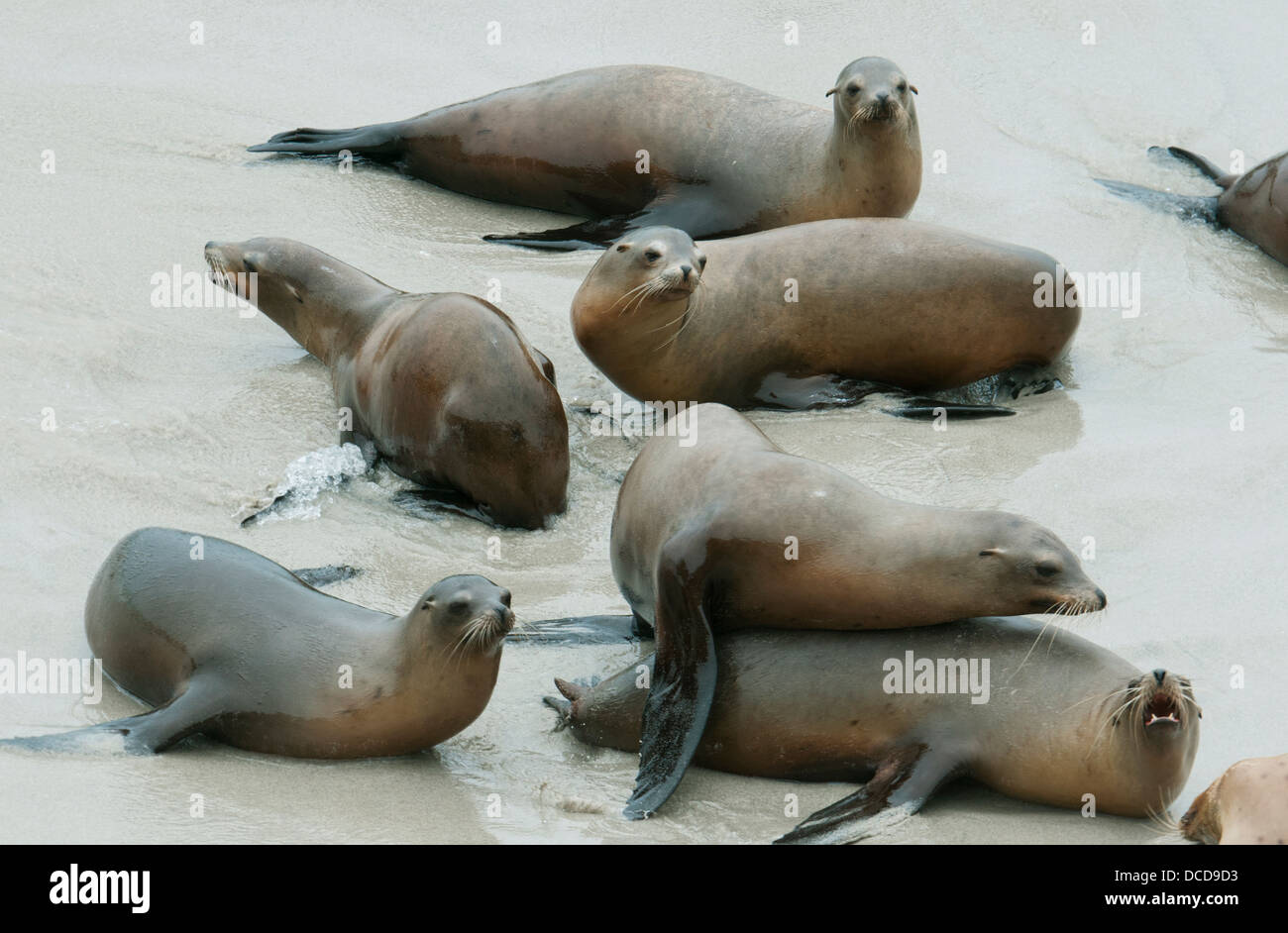 California Sea Lions (Zalophus californianus) Females play on beach at breeding colony, Channel islands, California Stock Photo