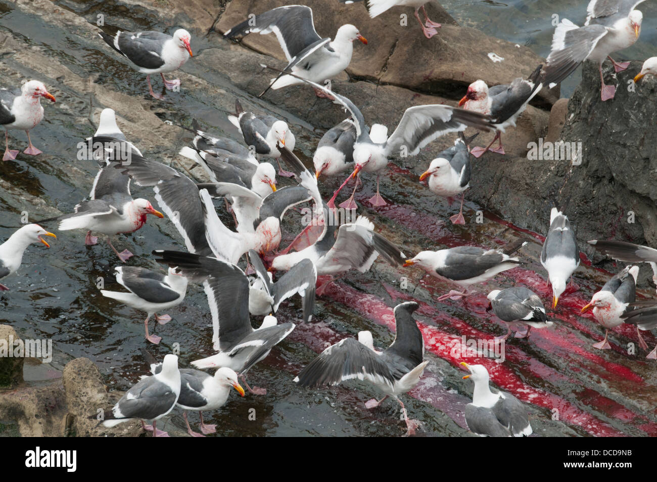 Western Gulls feast on afterbirth (placenta) at sea lion breeding colony San Miguel island, Channel Islands National Park, CA Stock Photo