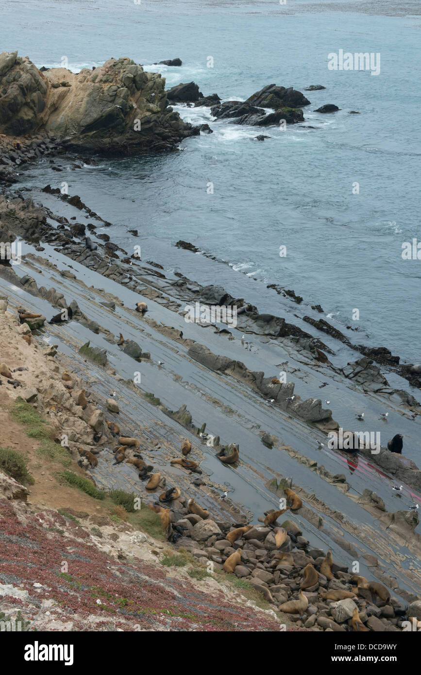 Sea Lions and eroded sedimentary rocks, Santa Miguel Island, Channel Islands NATIONAL PARK, California Stock Photo