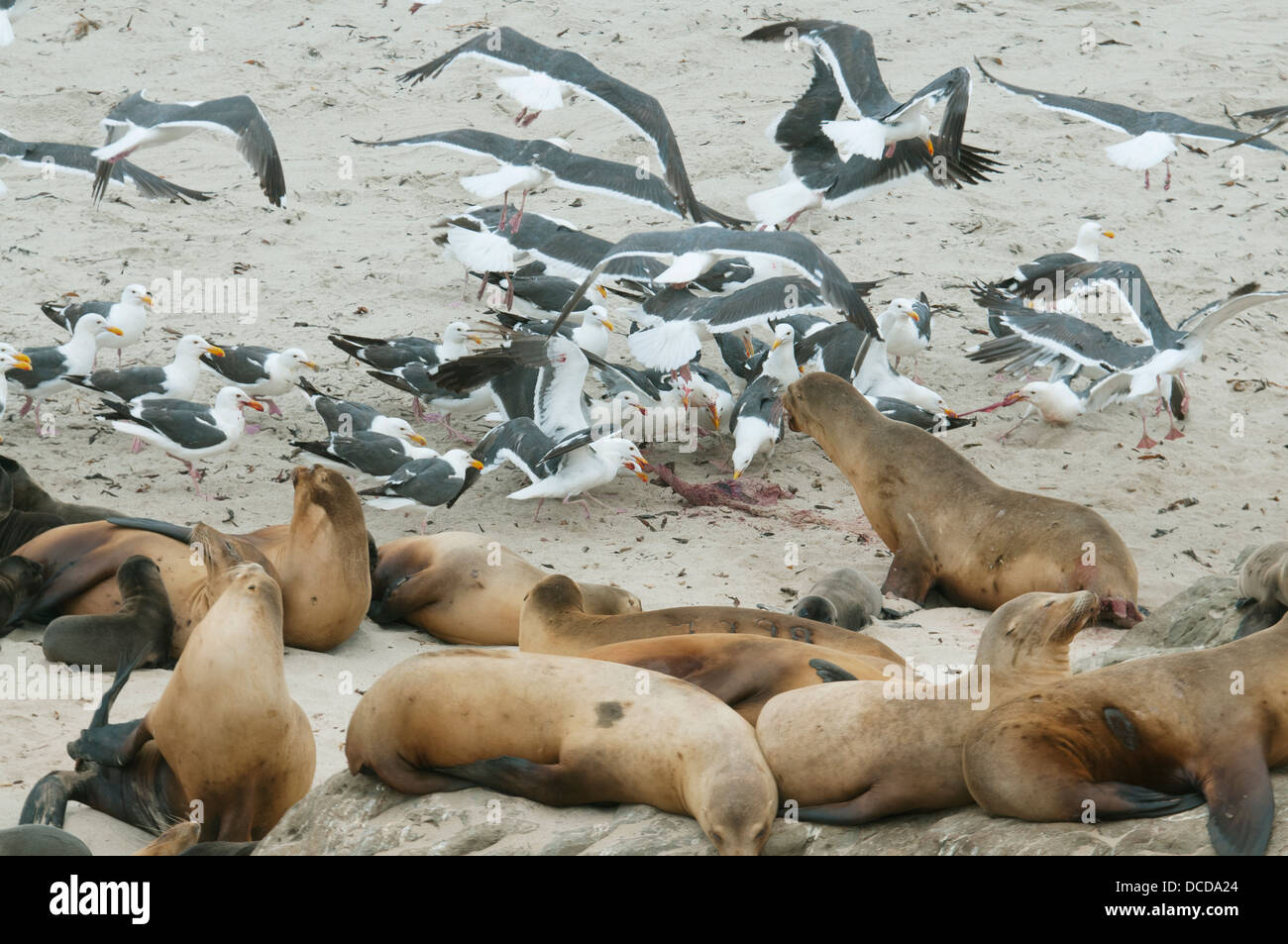 Animals Eating Placenta