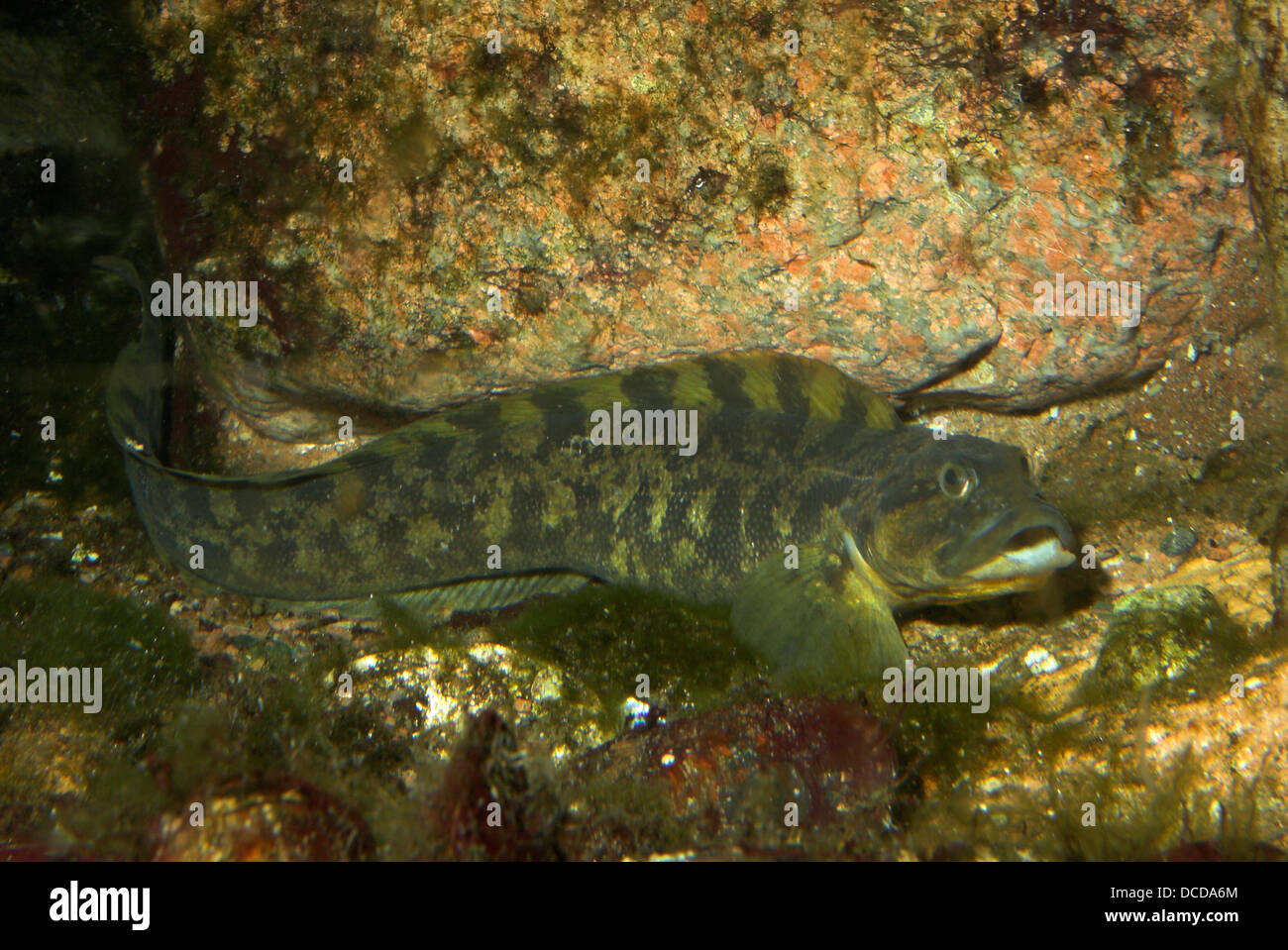 Aalmutter, Aal-Mutter, Zoarces viviparus, eel pout, viviparous blenny Stock Photo