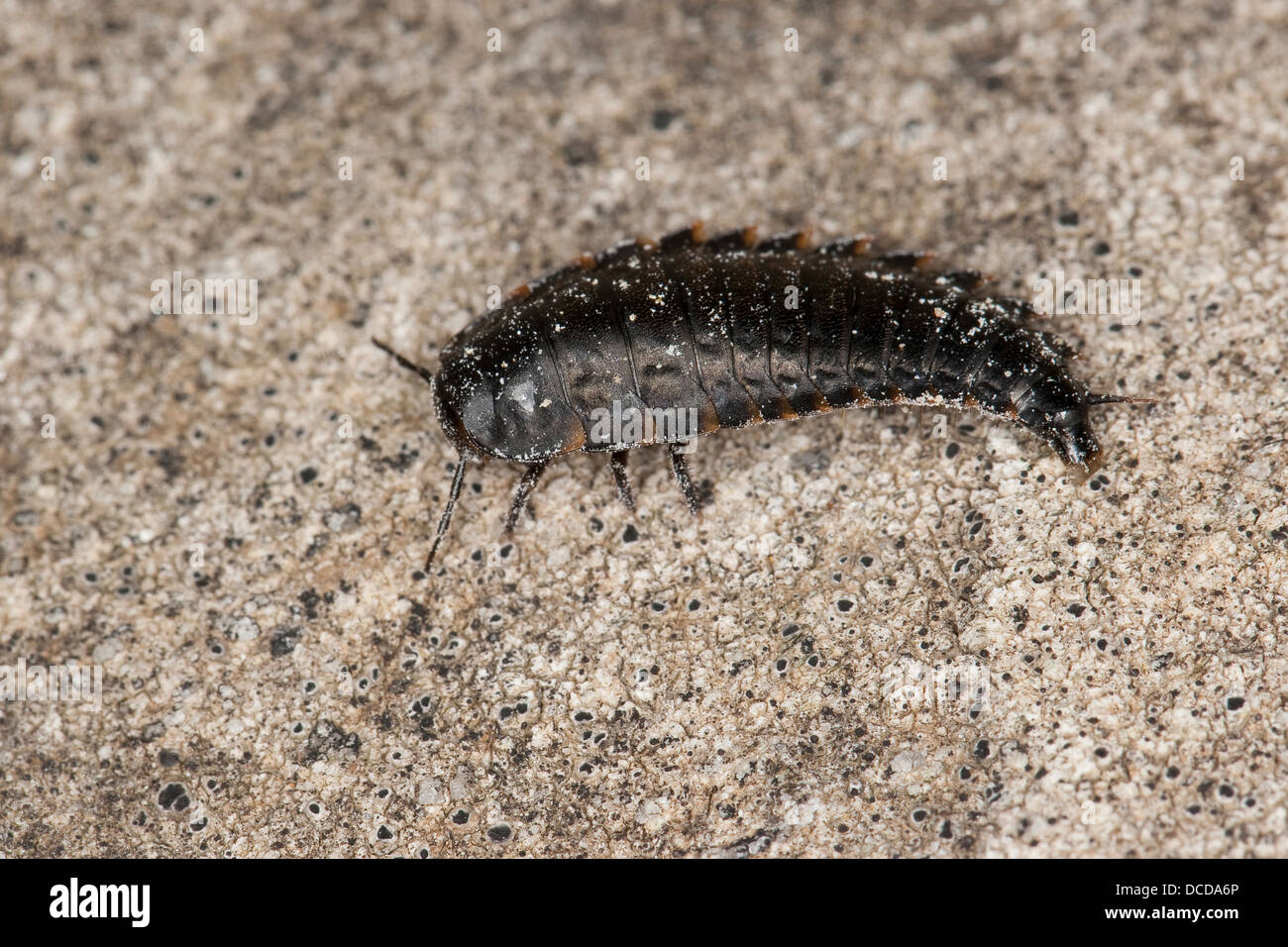 Aaskäfer Larve, Käferlarve, grub, larva, Silpha spec., carrion beetle, burying beetle, carrion beetles, burying beetles Stock Photo