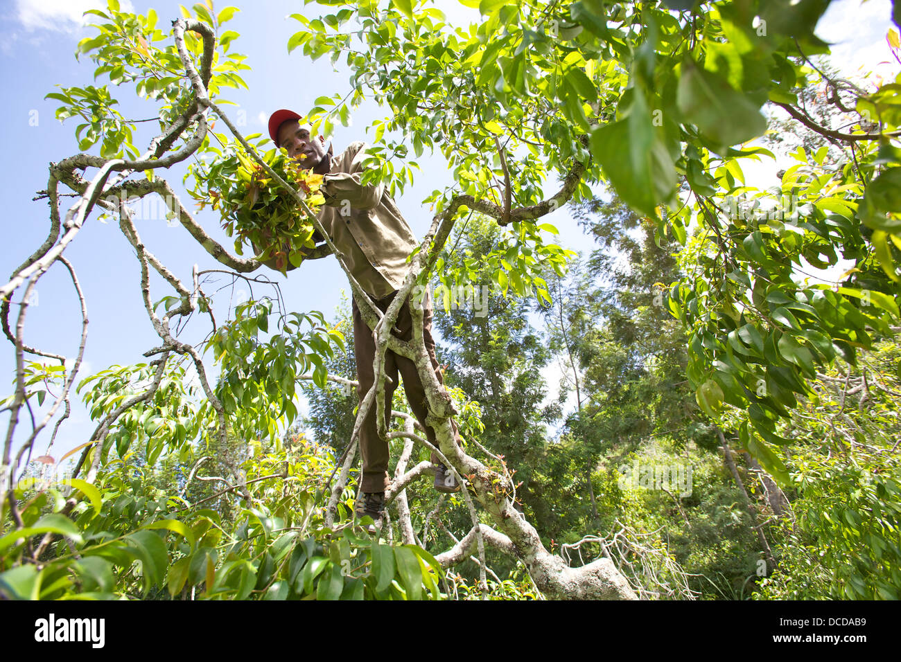 Man climbing and harvesting Khat tree (catha edulis) Meru Region Stock