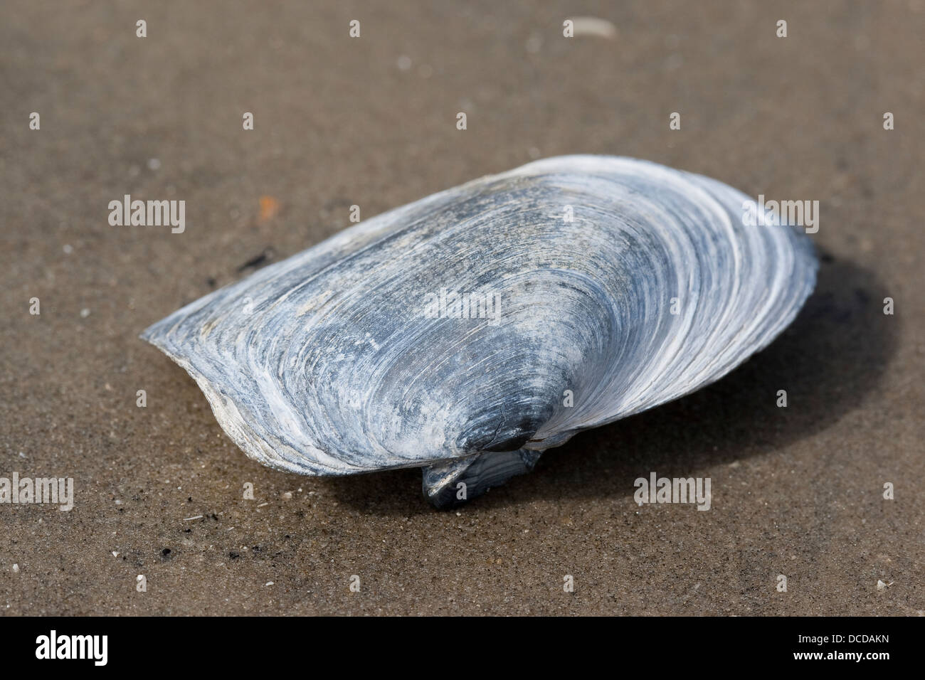 Abgestutzte Klaffmuschel, Gestutzte Sandklaffmuschel, Mya truncata
