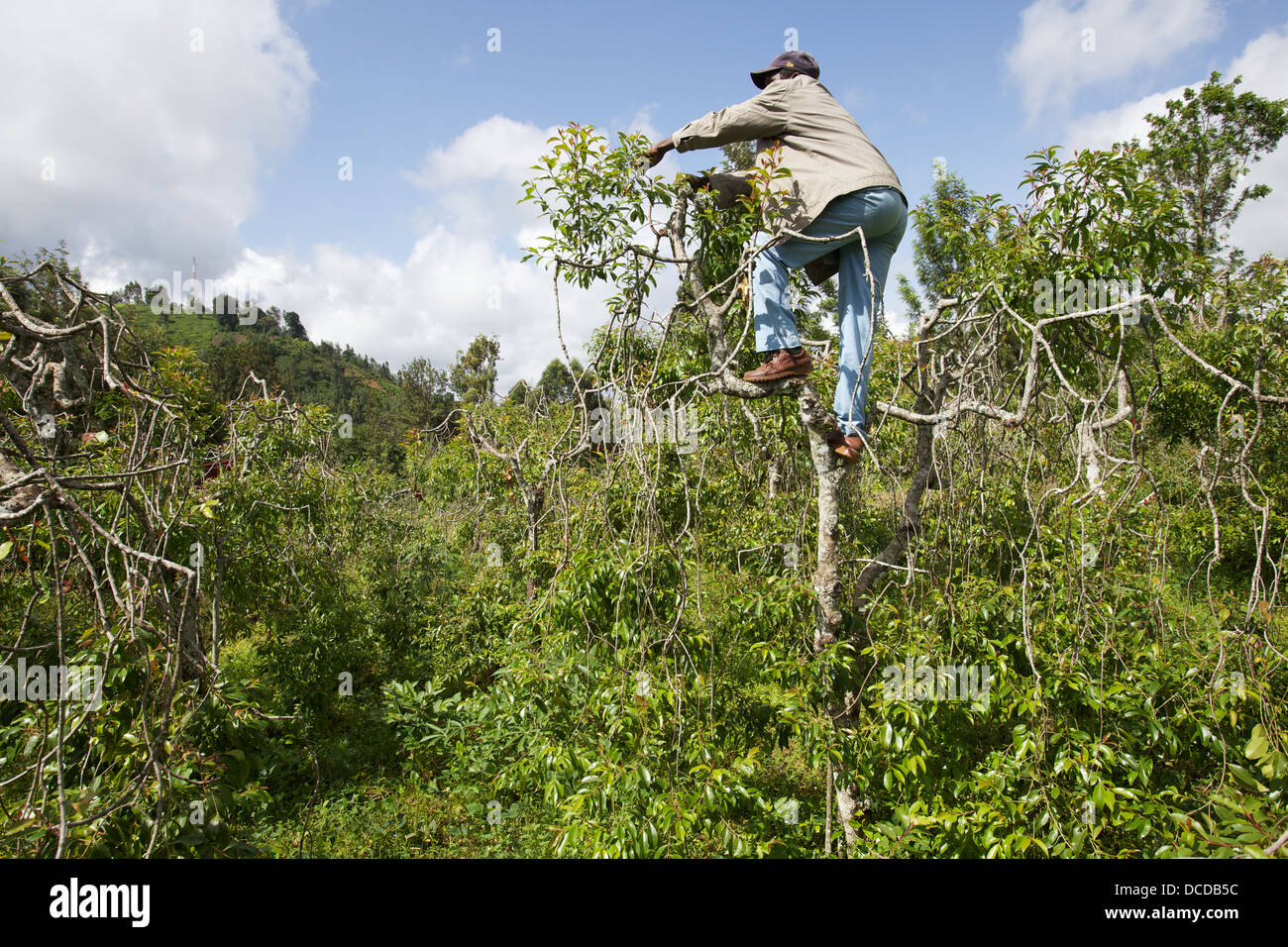 Man climbing and harvesting Khat tree (catha edulis) Maua, Meru Stock