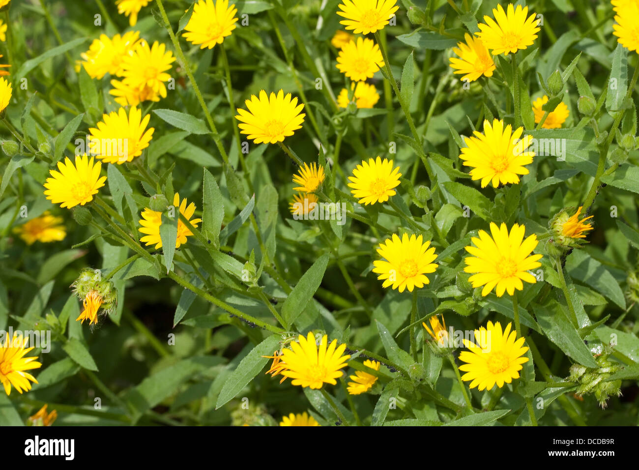Acker-Ringelblume, Ackerringelblume, Ringelblume, Calendula arvensis, field marigold, field marygold Stock Photo