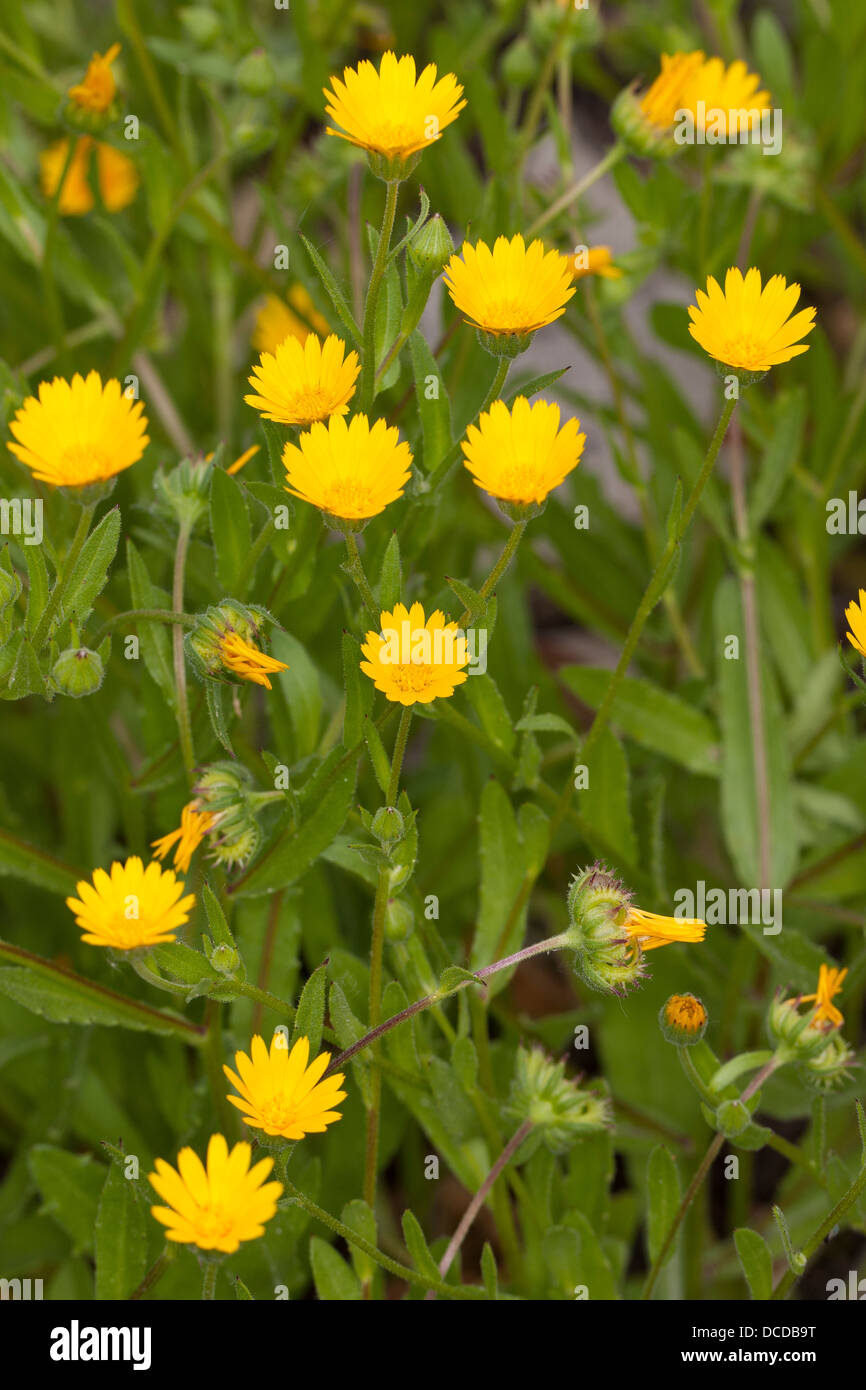 Acker-Ringelblume, Ackerringelblume, Ringelblume, Calendula arvensis, field marigold, field marygold Stock Photo