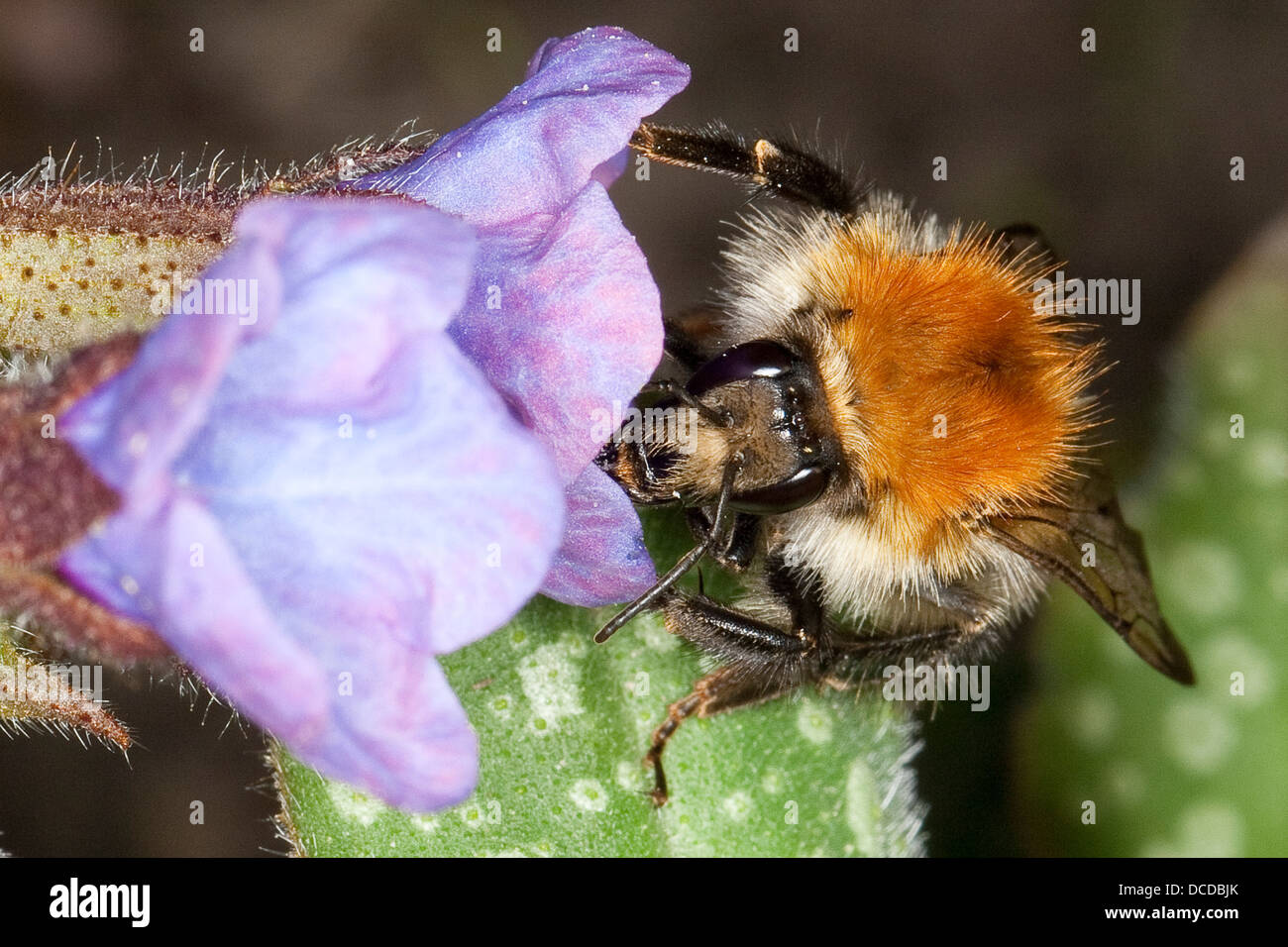 Ackerhummel, Acker-Hummel, Hummel, Bombus pascuorum, syn. Bombus agrorum, common carder bee, Blütenbesuch Stock Photo