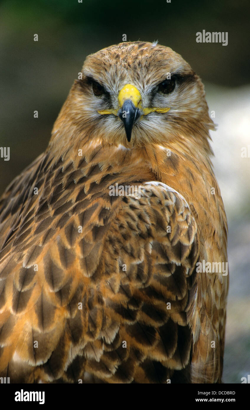 Adlerbussard, Adler-Bussard, Portrait, Porträt, Buteo rufinus, long ...