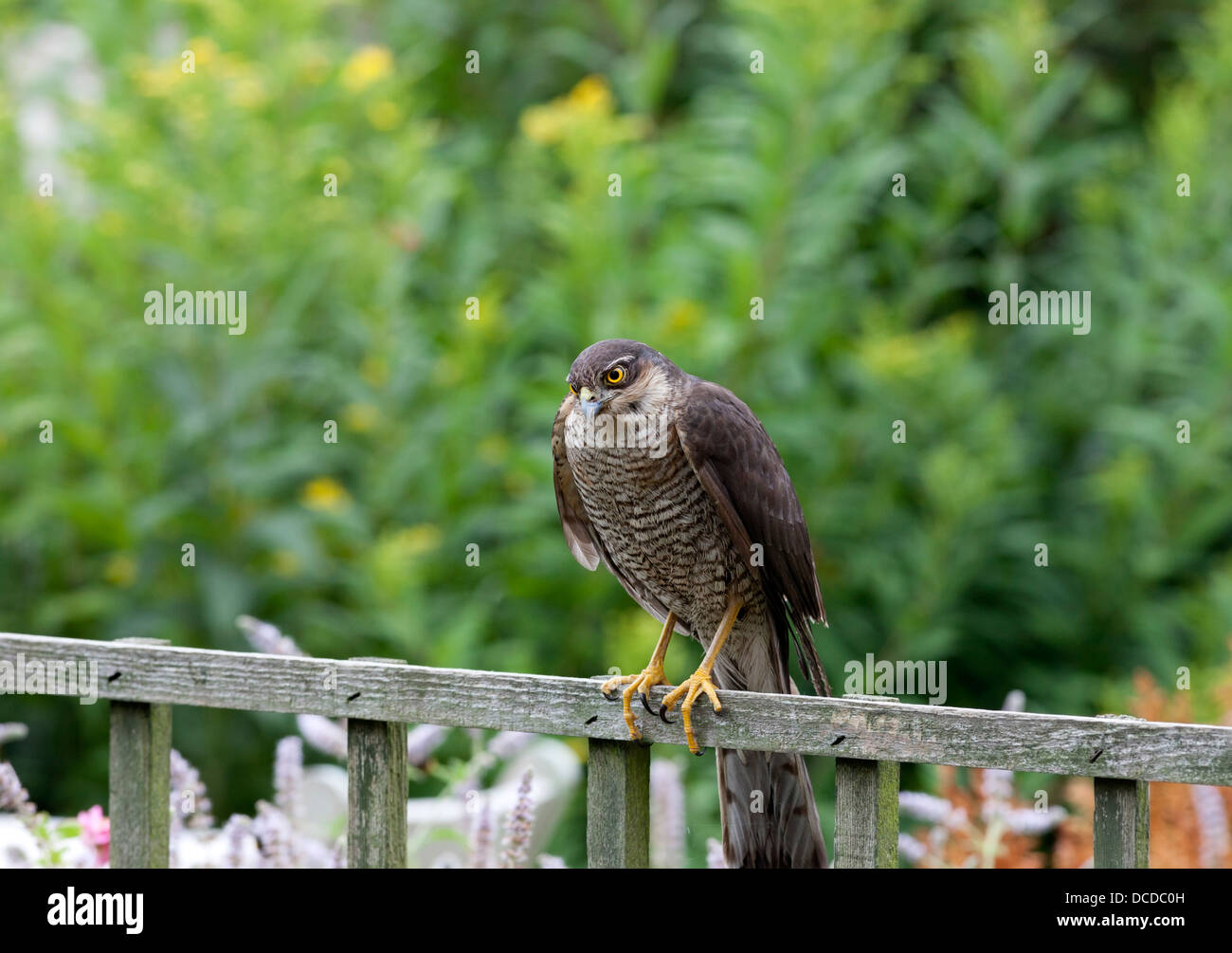 Sparrowhawk Accipiter nisus in Garden Environment England UK Stock Photo