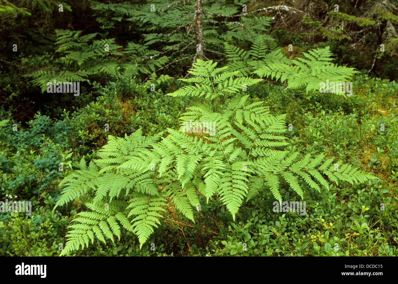 Bracken Fern Toxicity Bracken Fern Toxicity
