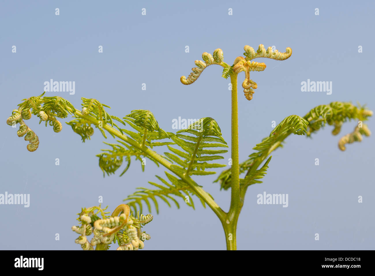 Adlerfarn, Adler-Farn, Pteridium aquilinum, brake, common bracken, eagle fern Stock Photo
