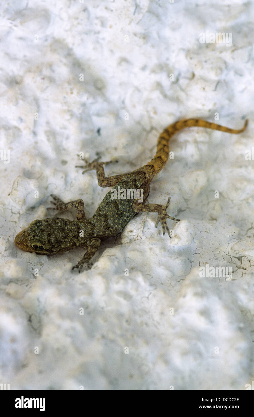 Ägäischer Nacktfinger, Gecko, Cyrtopodion kotschyi, Mediodactylus kotschyi, Cyrtodactylus kotschyi, Kotschy's gecko Stock Photo