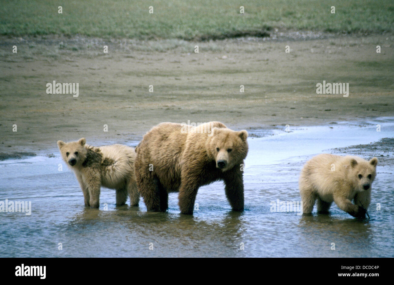 Brown bear mother and cubs (Ursus arctos). Hallo Bay. Outer Katmai coast. Alaska. USA Stock Photo